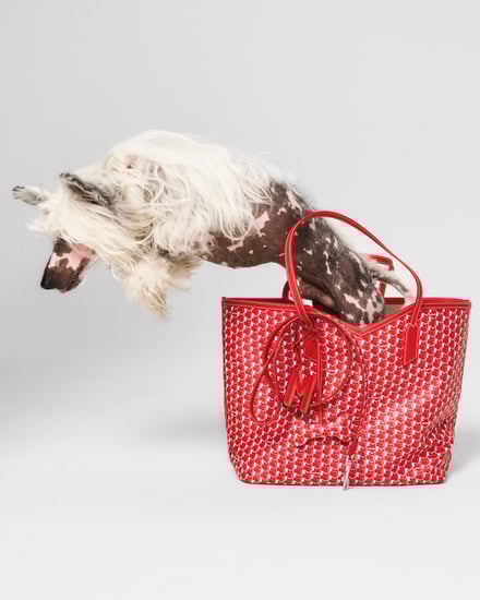 MOYNAT M canvas - Pet Collection　ヴィジュアル画像