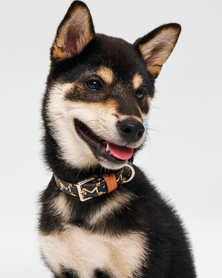 MOYNAT M canvas - Pet Collection　ヴィジュアル画像