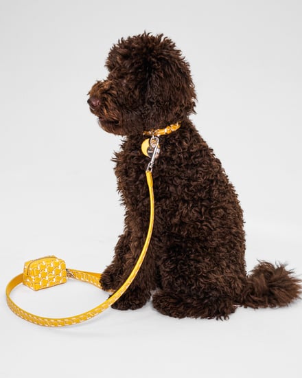 MOYNAT M canvas - Pet Collection　ヴィジュアル画像