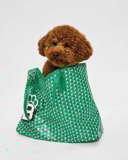 MOYNAT M canvas - Pet Collection　ヴィジュアル画像