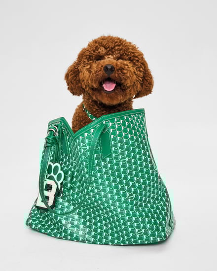 MOYNAT M canvas - Pet Collection　ヴィジュアル画像