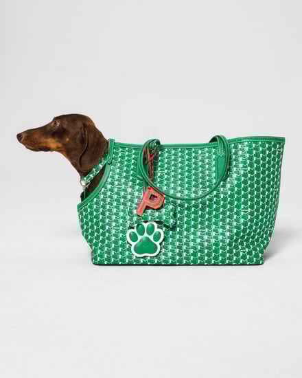 MOYNAT M canvas - Pet Collection　ヴィジュアル画像