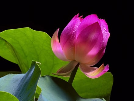 花