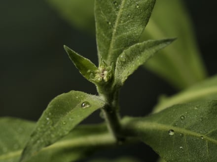 アヴェダ アドバンスド ボタニカル キネティクスの画像