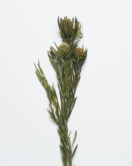 ポップアップショップ展開アイテム