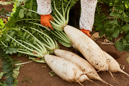 ヴィジュアル画像