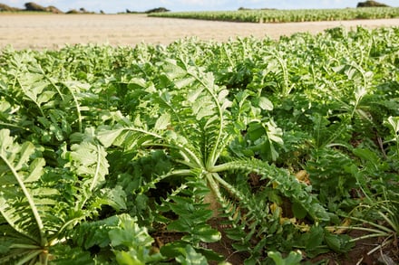 ヴィジュアル画像