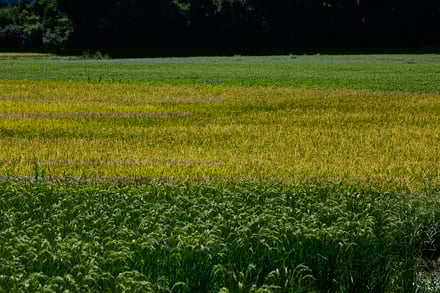 田んぼの画像