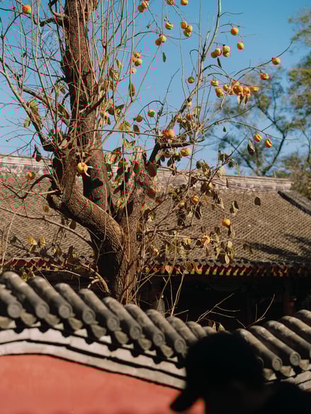 オンのランニングコレクションのヴィジュアル