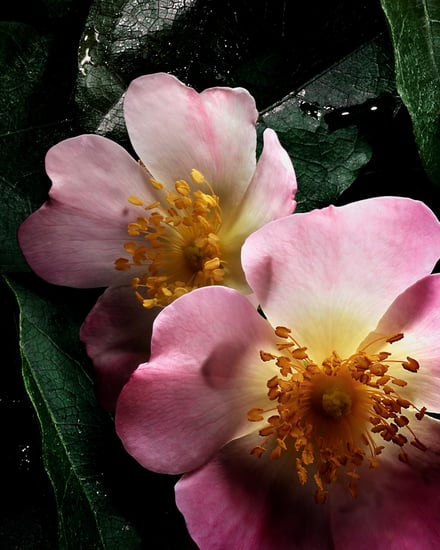 ゲラン エクセプショナルピース チェリーブロッサム オーデトワレの画像