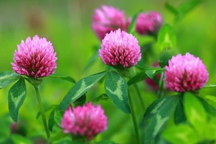 モテマスカラのブラウンブラック