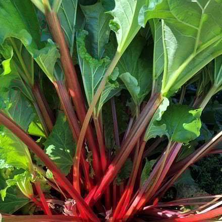 ルバーブハマナスシリーズ