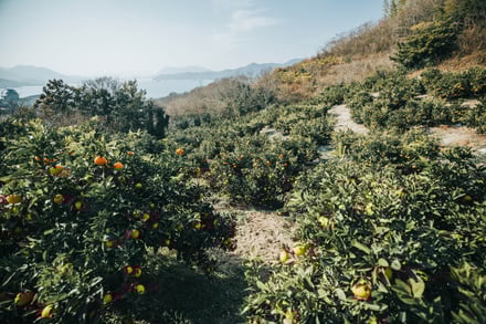 THREE 尾道蒸留所