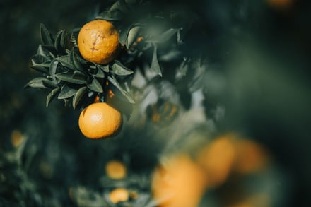 THREE 尾道蒸留所