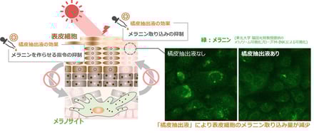 コーセー 橘皮抽出液 研究 画像