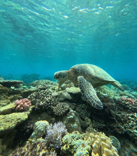 沖縄・座間味島の風景画像