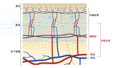 資生堂血流研究画像