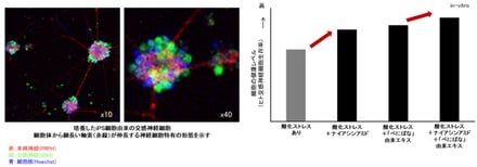 資生堂血流研究画像