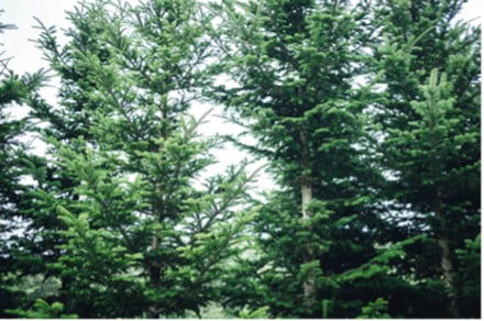 天然精油の香り イメージ画像