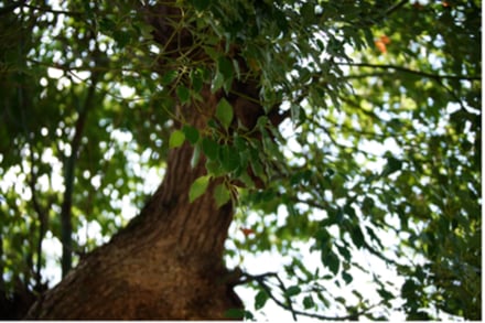 天然精油の香り イメージ画像