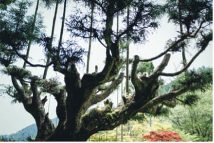 天然精油の香り イメージ画像