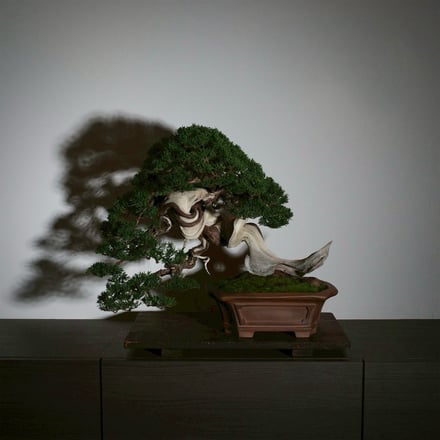 ヴィジュアル画像