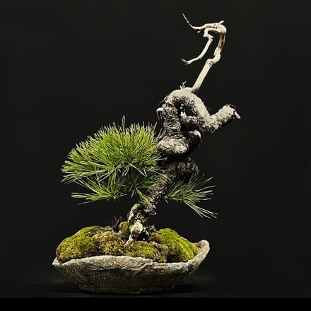 ヴィジュアル画像