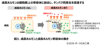 研究成果の図案