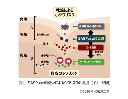 研究成果の図案