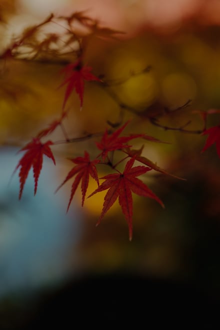 両⾜院