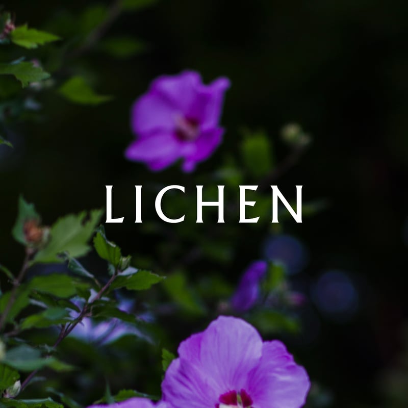 ブランドのイメージ画像　紫の花を背景に白文字LICHEN
