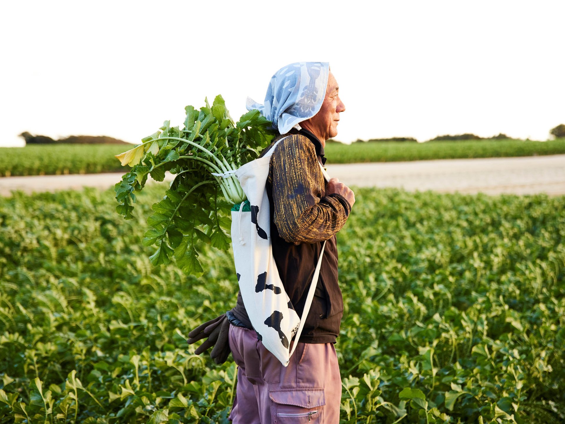 ヴィジュアル画像