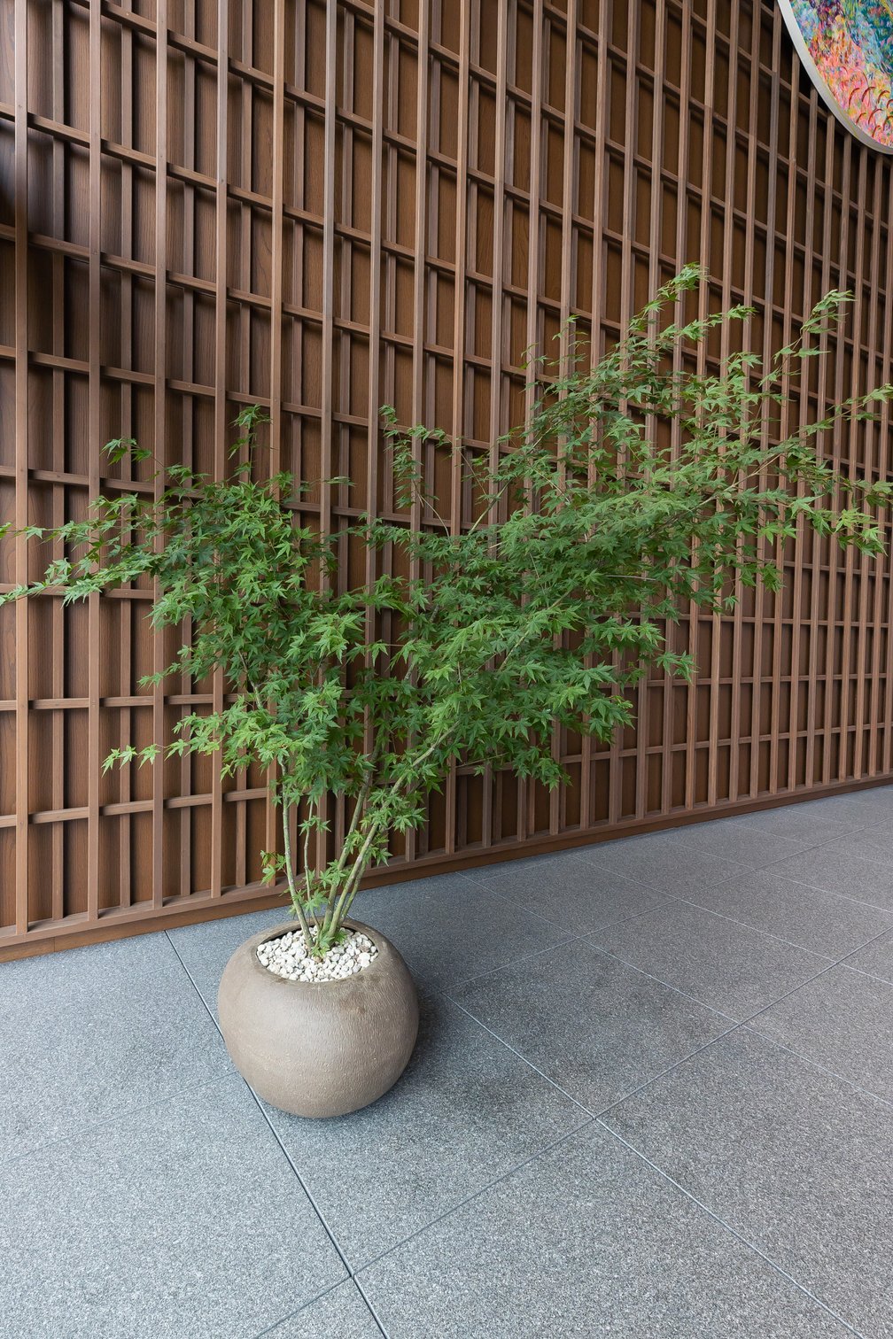 植物