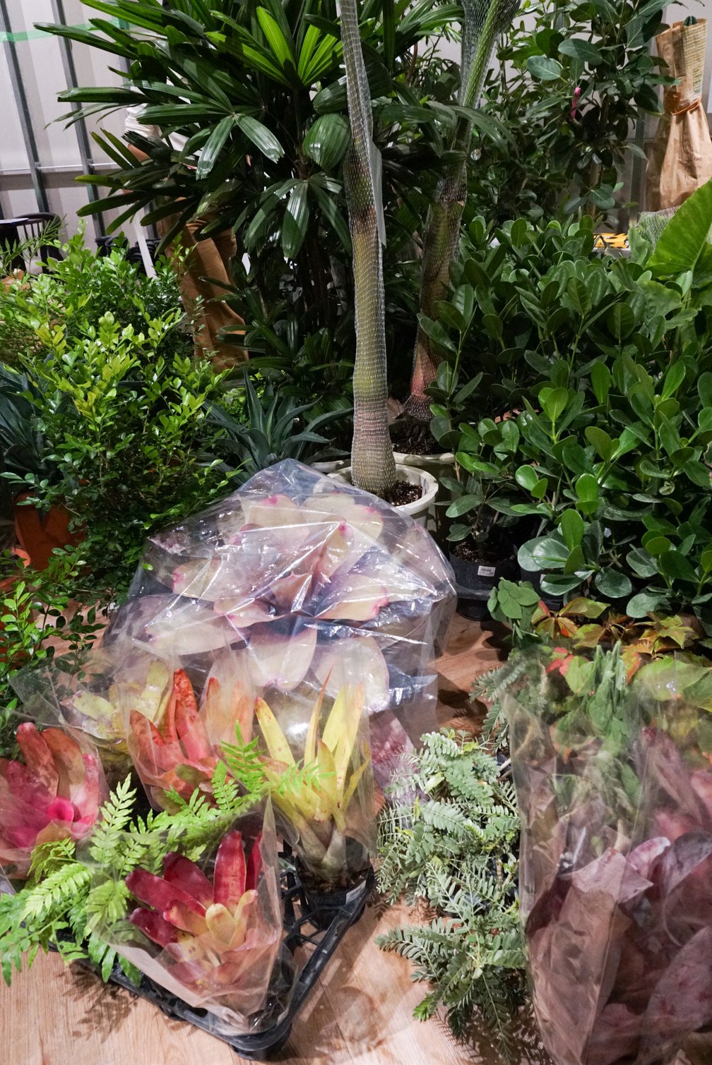 観葉植物