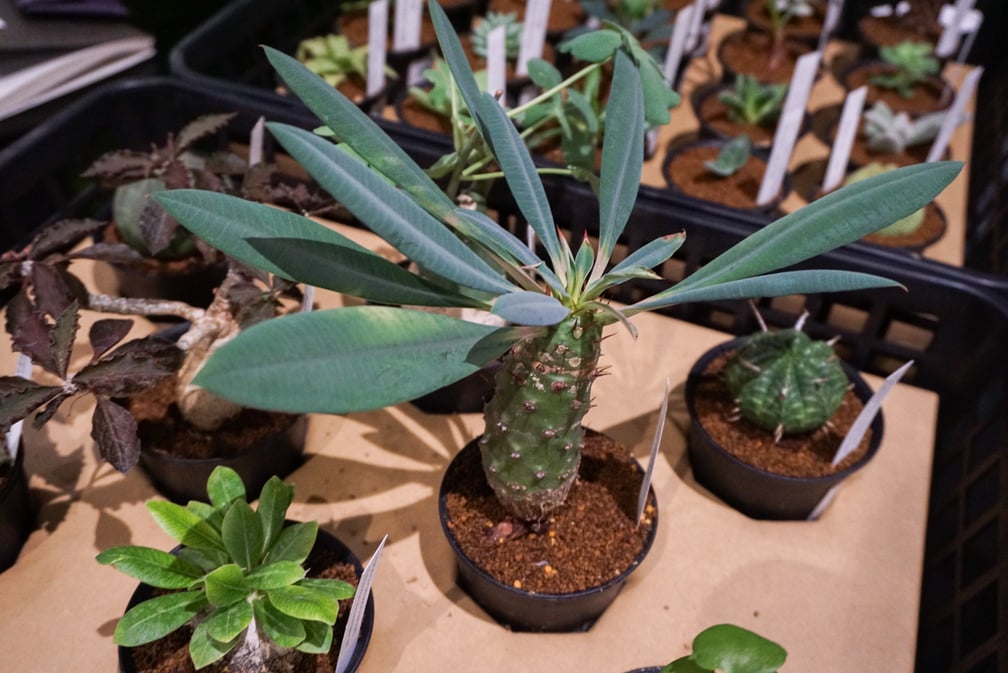 観葉植物