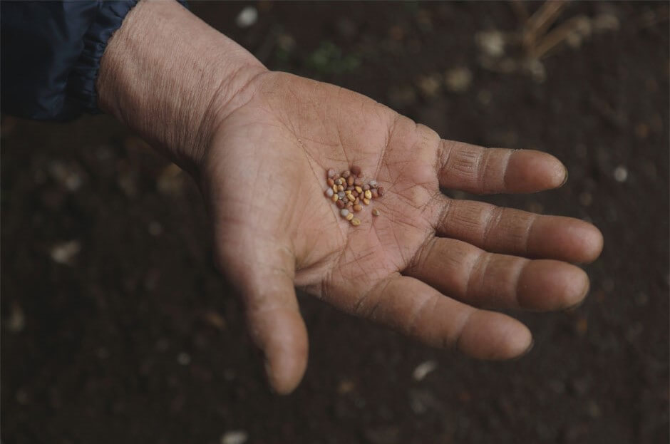 Seeds on Mr. Iwasaki’s palm, 2017
