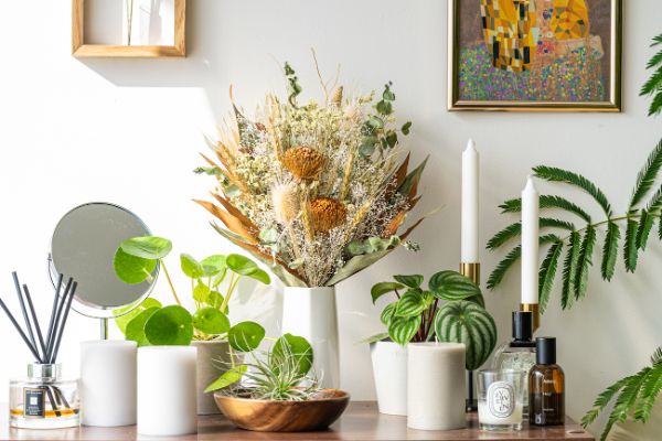 ドライフラワー AND PLANTS 観葉植物 D2Cブランド