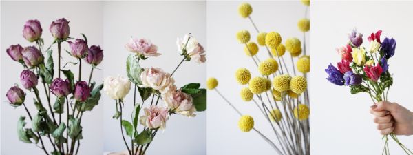 ドライフラワー AND PLANTS 観葉植物 D2Cブランド