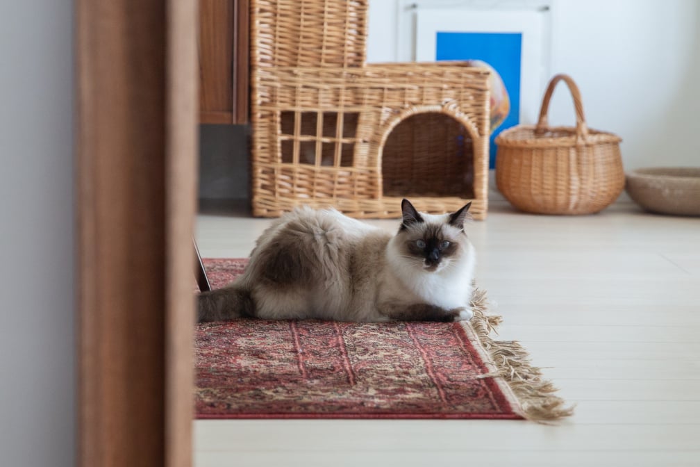 カネコアヤノ 自宅 私服 猫 飼い猫 家
