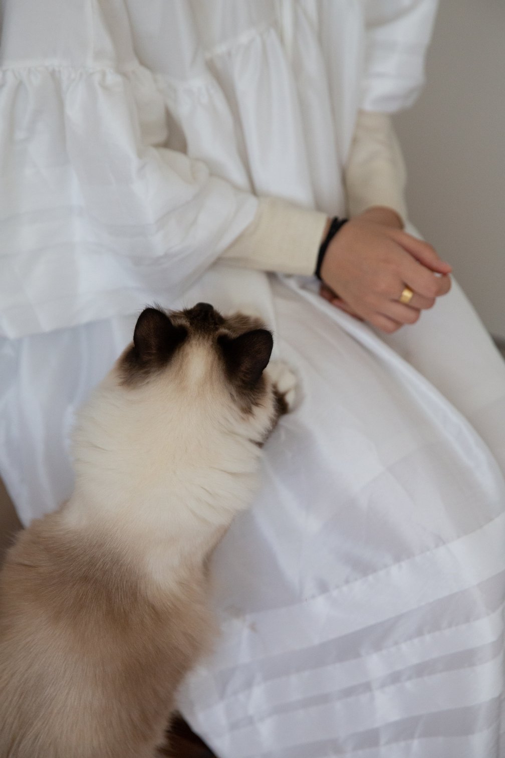 カネコアヤノ 猫