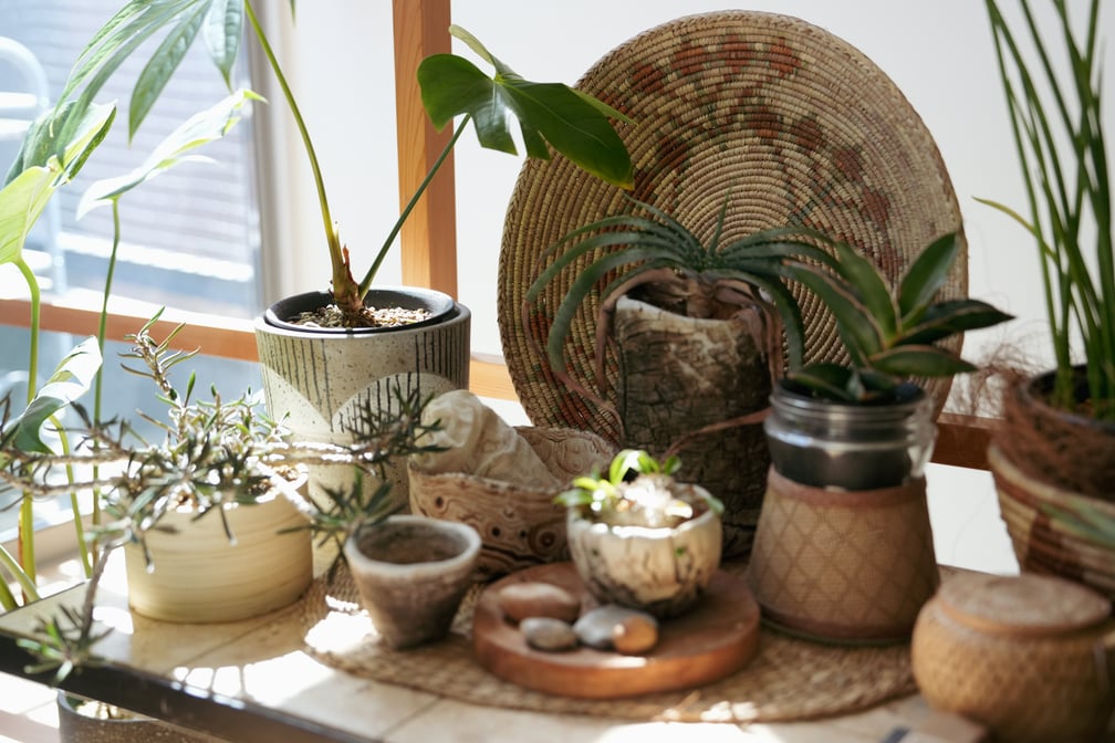 観葉植物