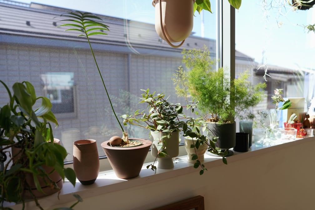 観葉植物