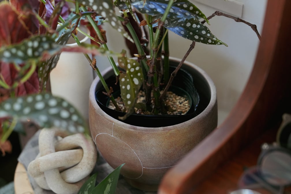 観葉植物
