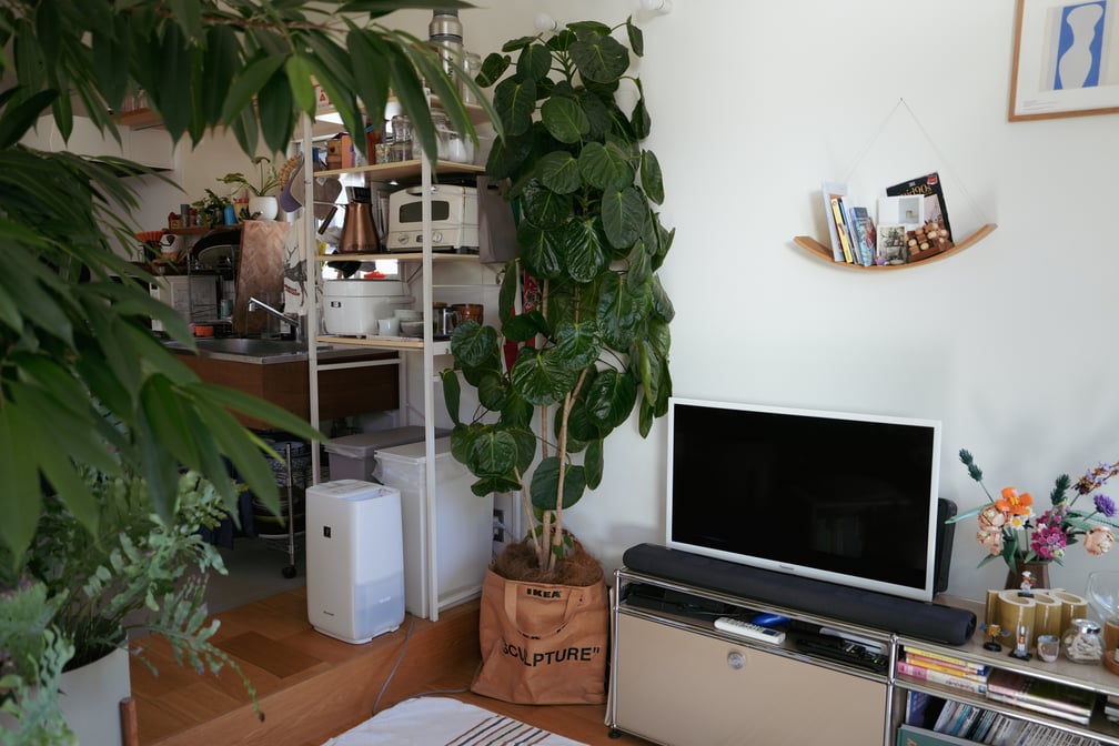 観葉植物