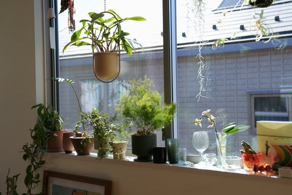 観葉植物