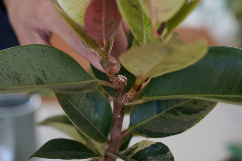 植物の幹の断面