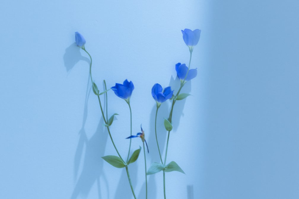青い花