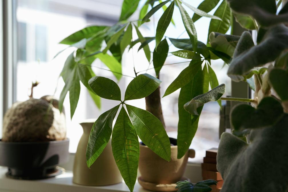 観葉植物