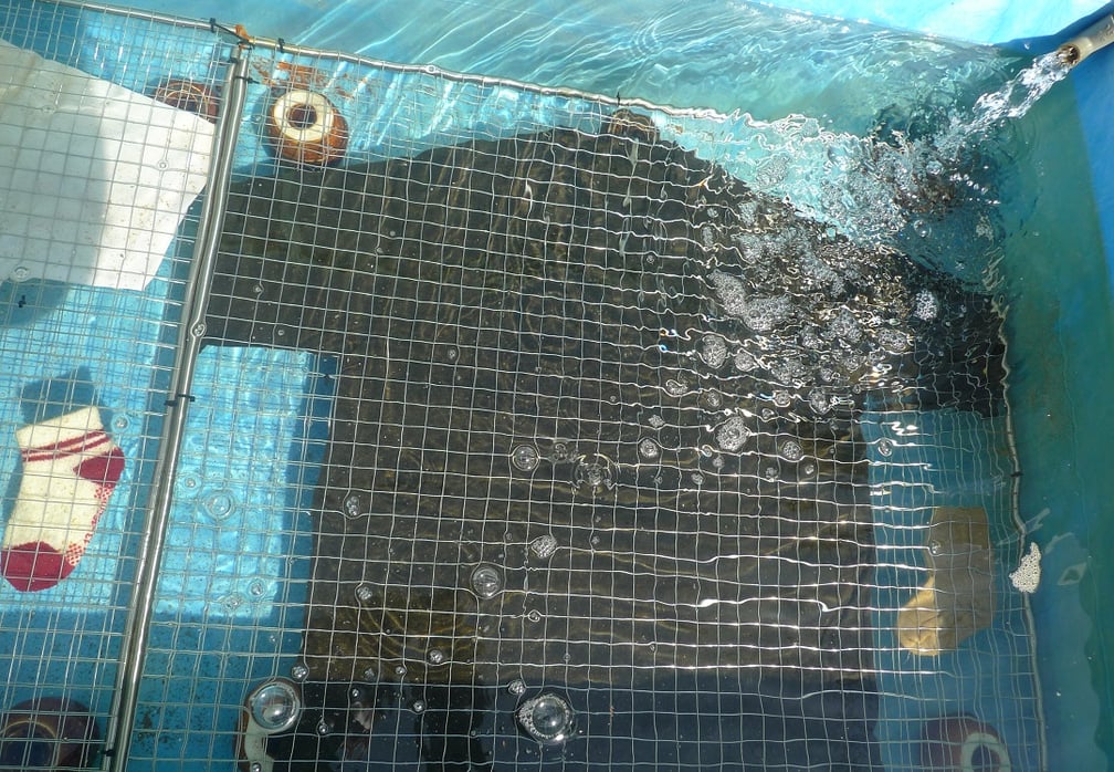 マイクロプラスチック対策