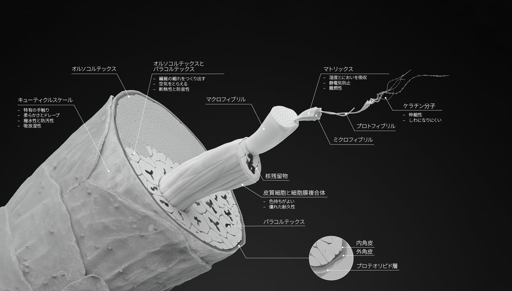 ウール繊維の断面図
